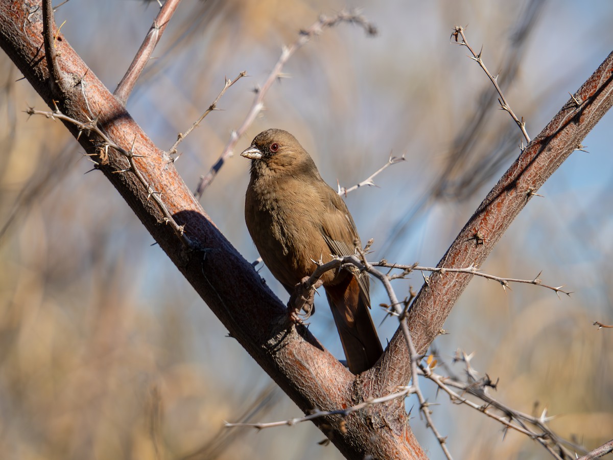 Abert's Towhee - ML647644869