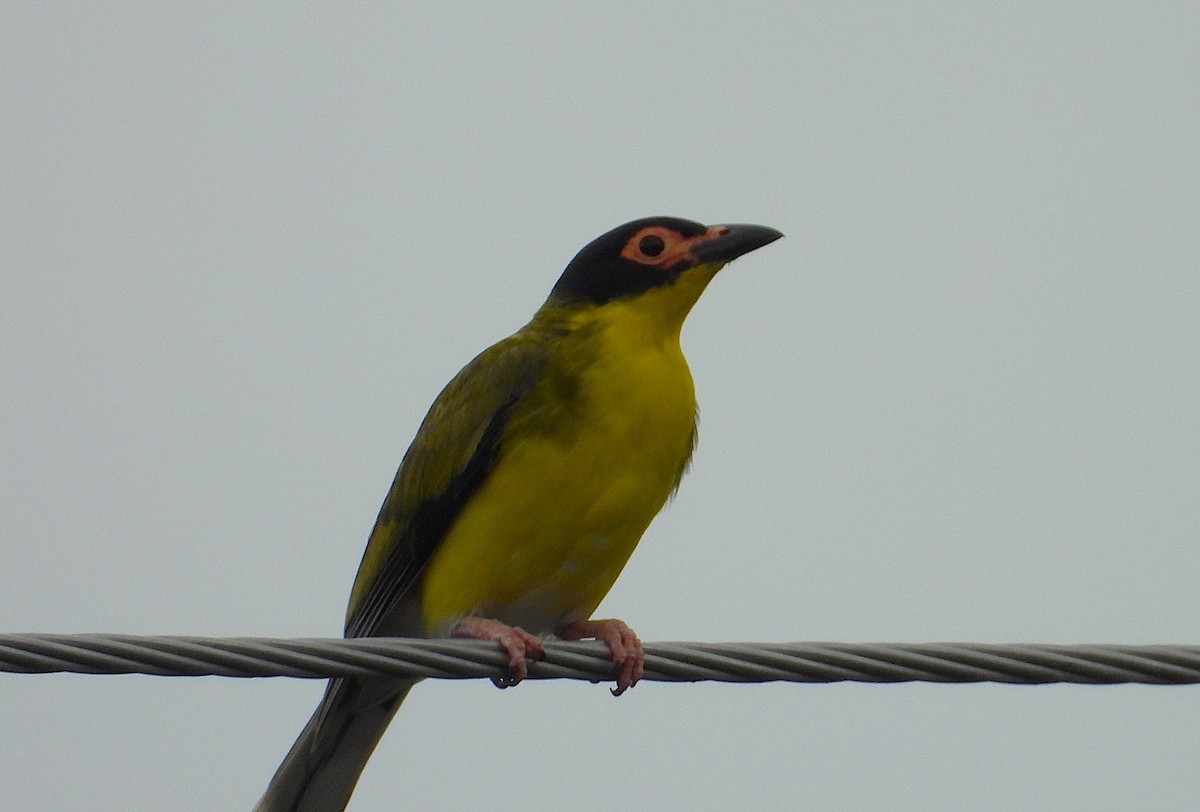 Australasian Figbird - ML647644871