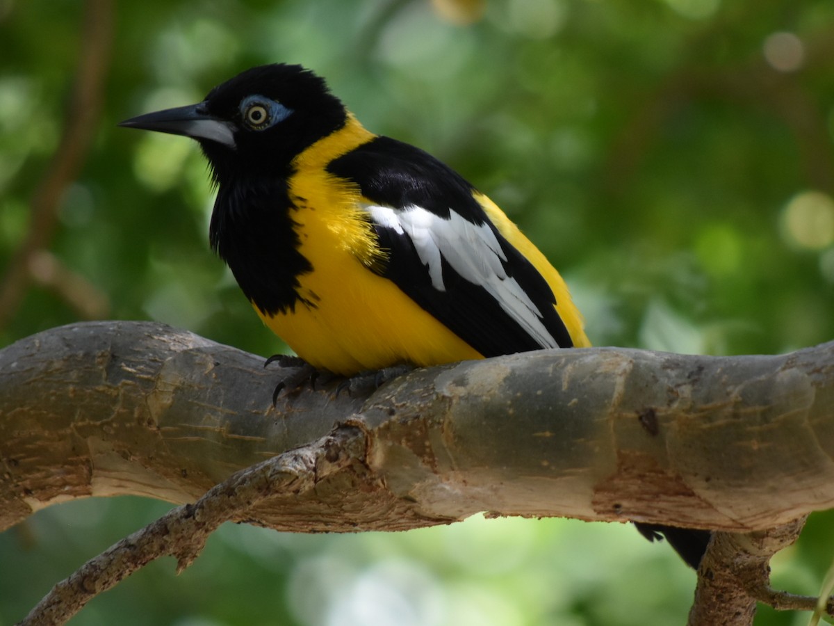 Venezuelan Troupial - ML647644872