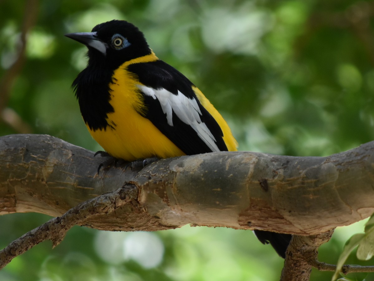 Venezuelan Troupial - ML647644873