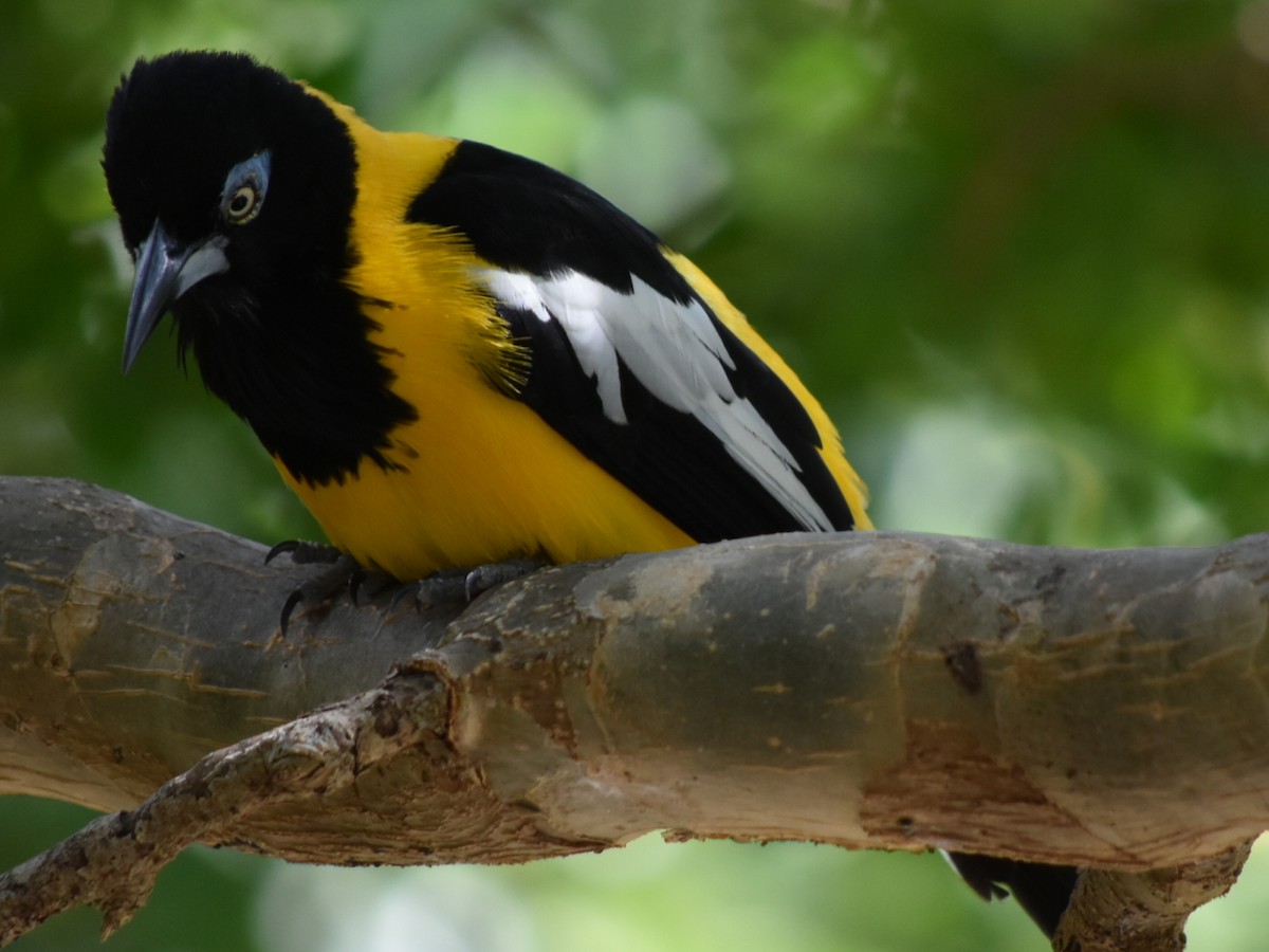 Venezuelan Troupial - ML647644874