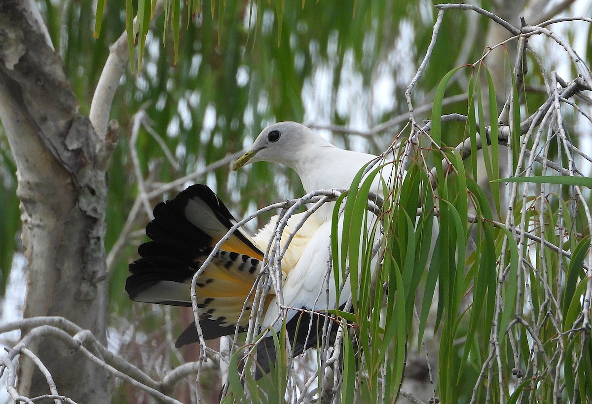 Torresian Imperial-Pigeon - ML647644875