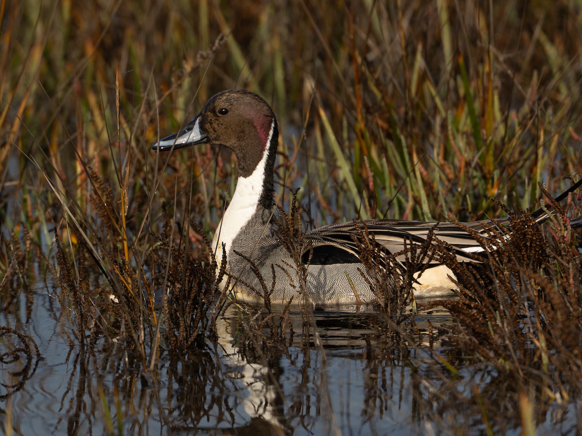 Northern Pintail - ML647644876