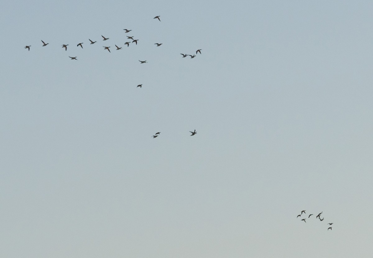 Red-breasted Merganser - ML647644877