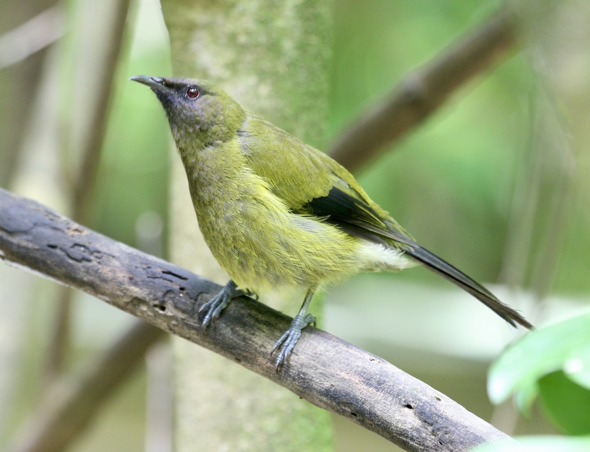 New Zealand Bellbird - ML647644878
