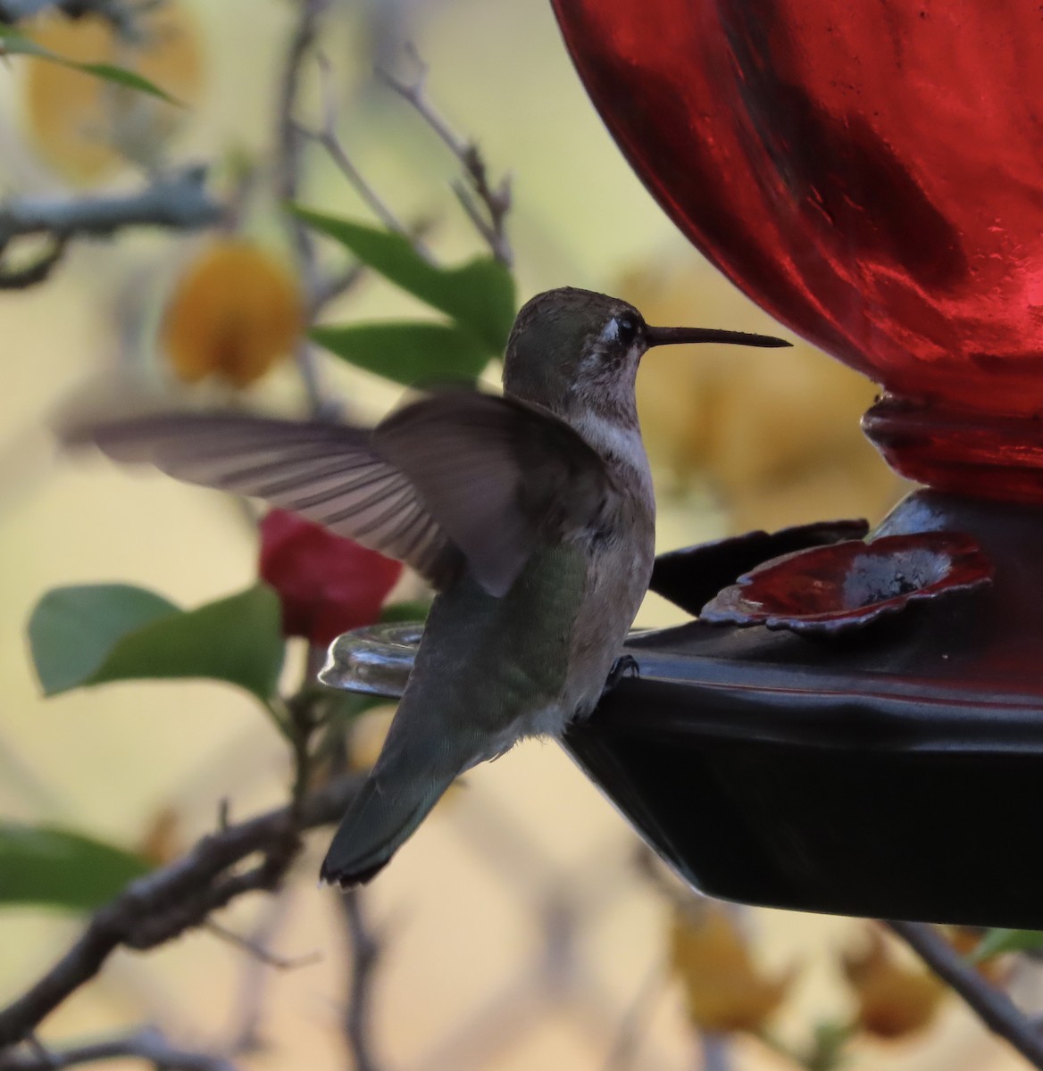 Black-chinned Hummingbird - ML647644881