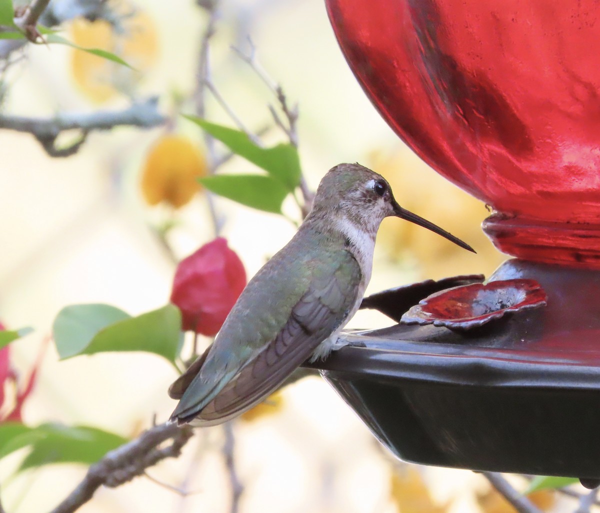 Black-chinned Hummingbird - ML647644882