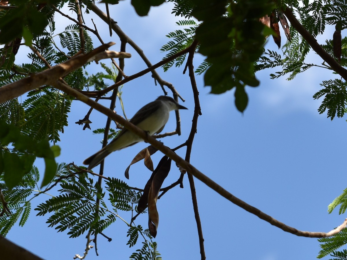 Gray Kingbird - ML647644883