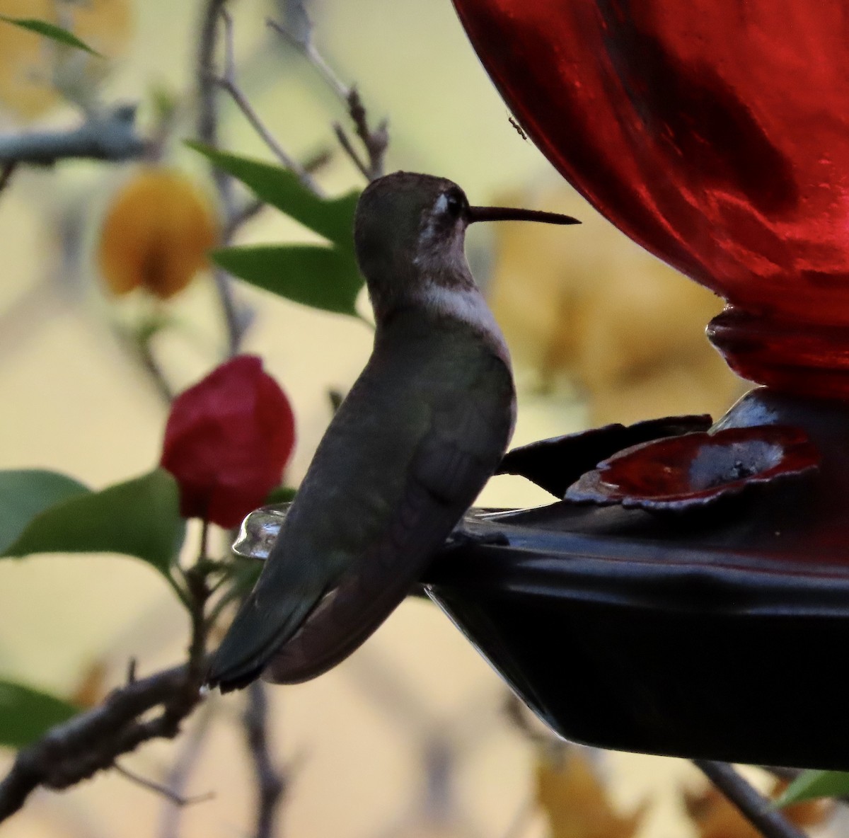 Black-chinned Hummingbird - ML647644884