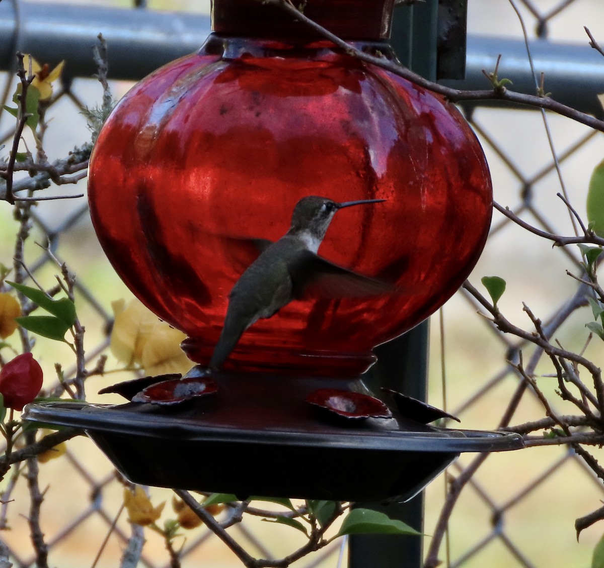 Black-chinned Hummingbird - ML647644886