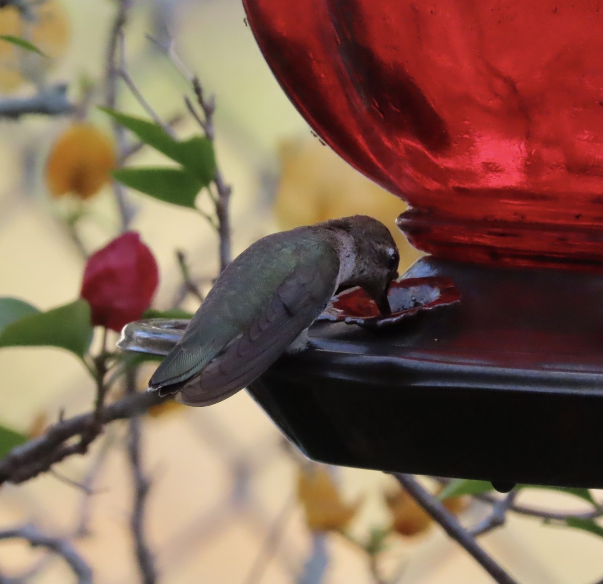 Black-chinned Hummingbird - ML647644887