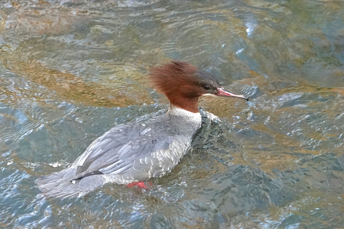 Common Merganser - ML647644889