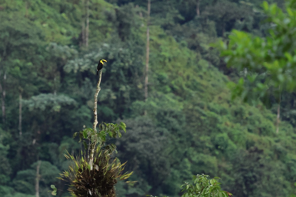 Choco Toucan - ML647644891