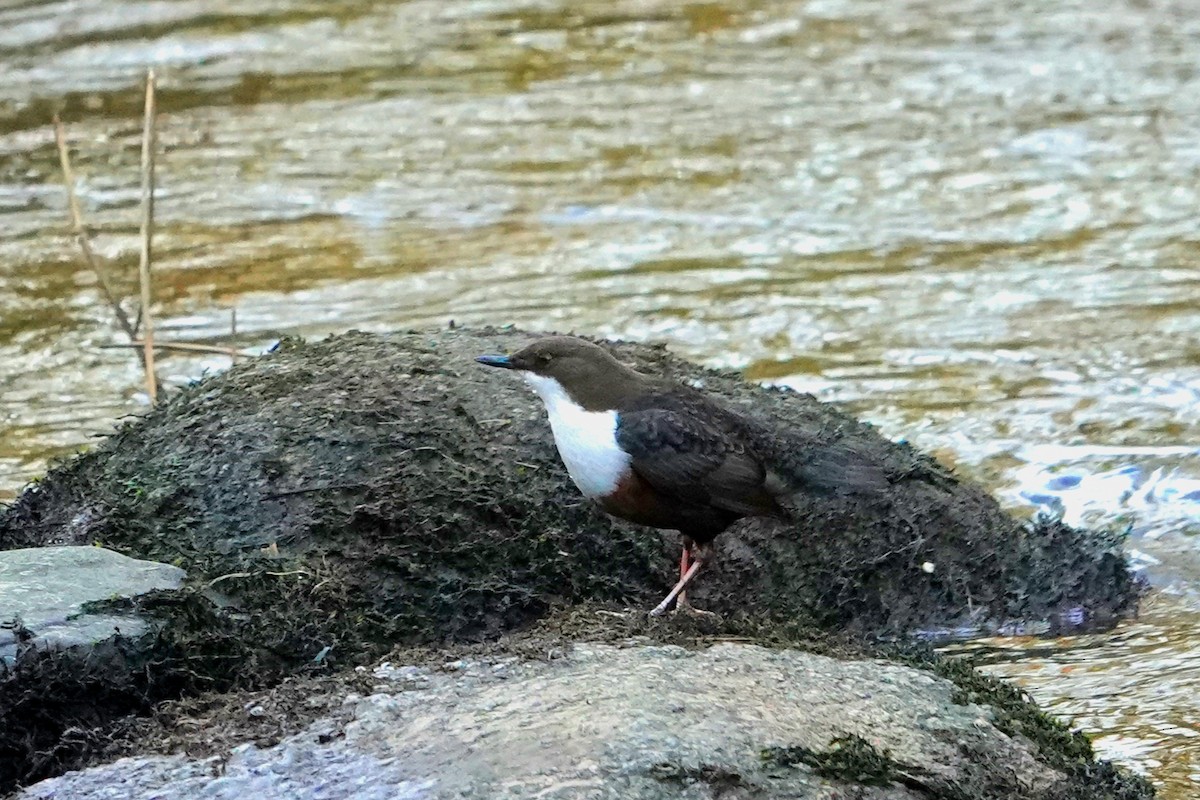 Пронурок біловолий - ML647644900