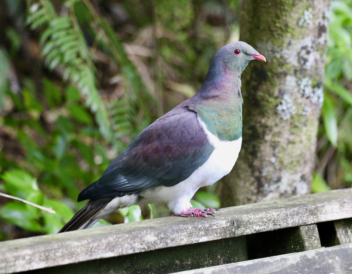 Пінон новозеландський - ML647644908