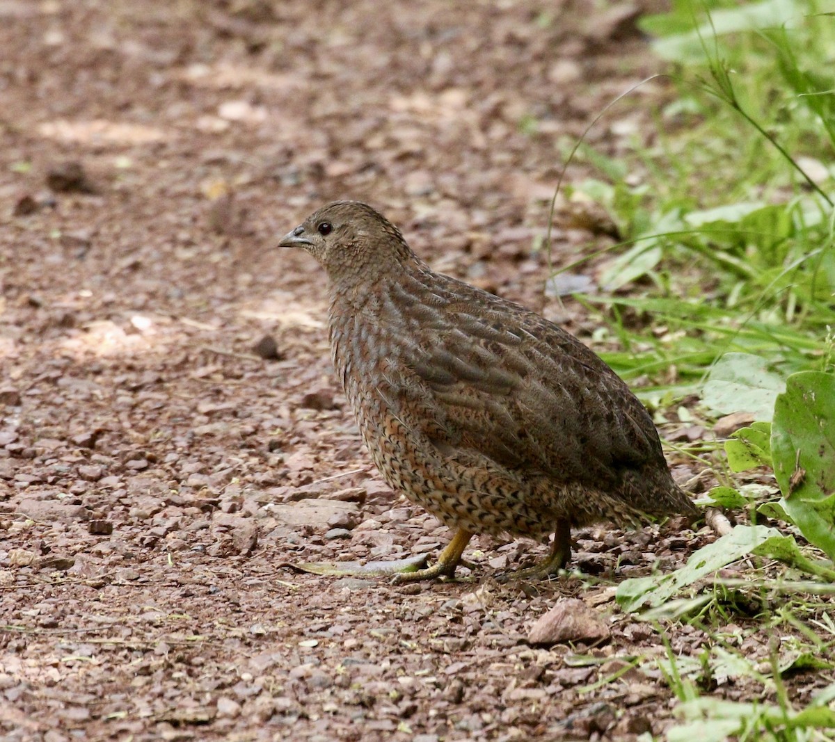 Перепілка бура - ML647644934