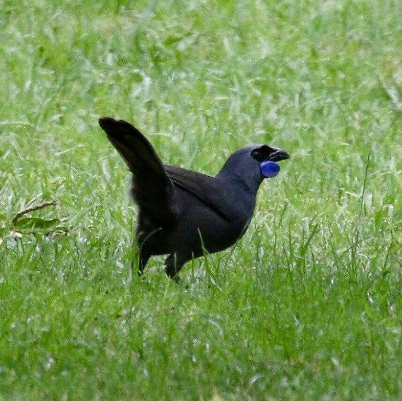 Коральник синьощокий - ML647644960