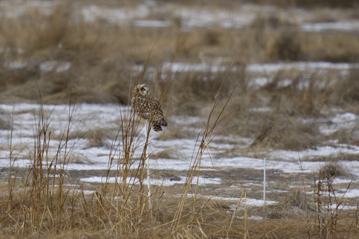 コミミズク - ML647644973