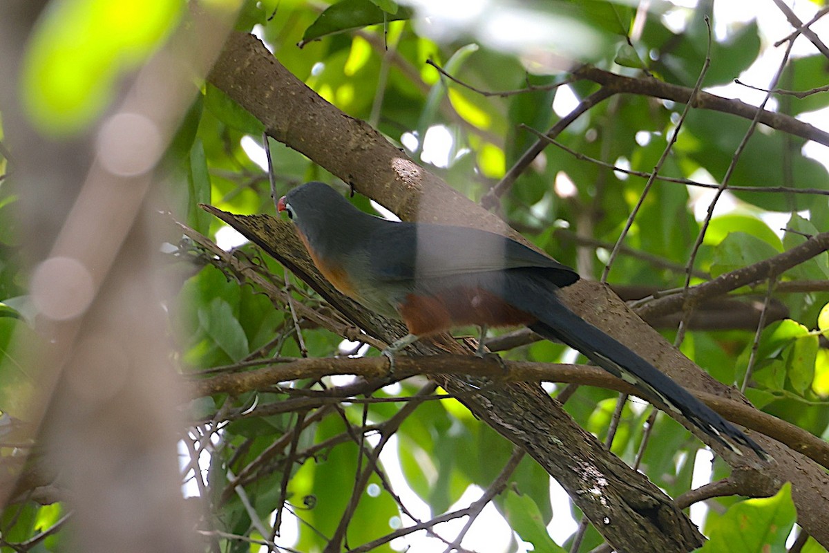 Red-billed Malkoha - ML647644978