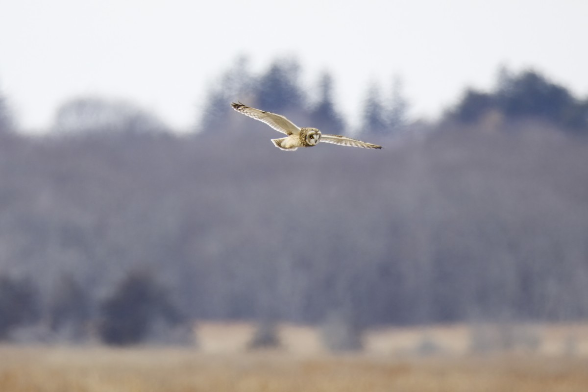 コミミズク - ML647644979