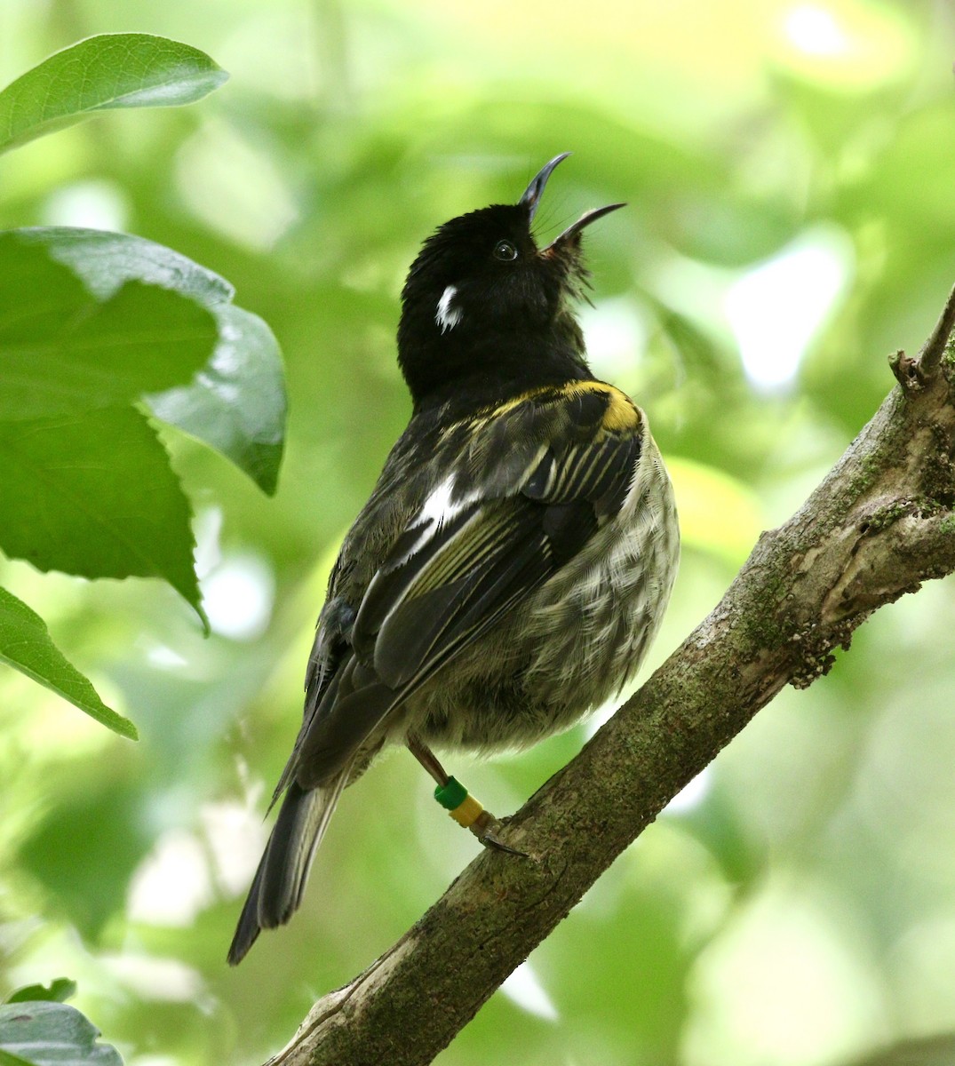 Гигі - ML647644981