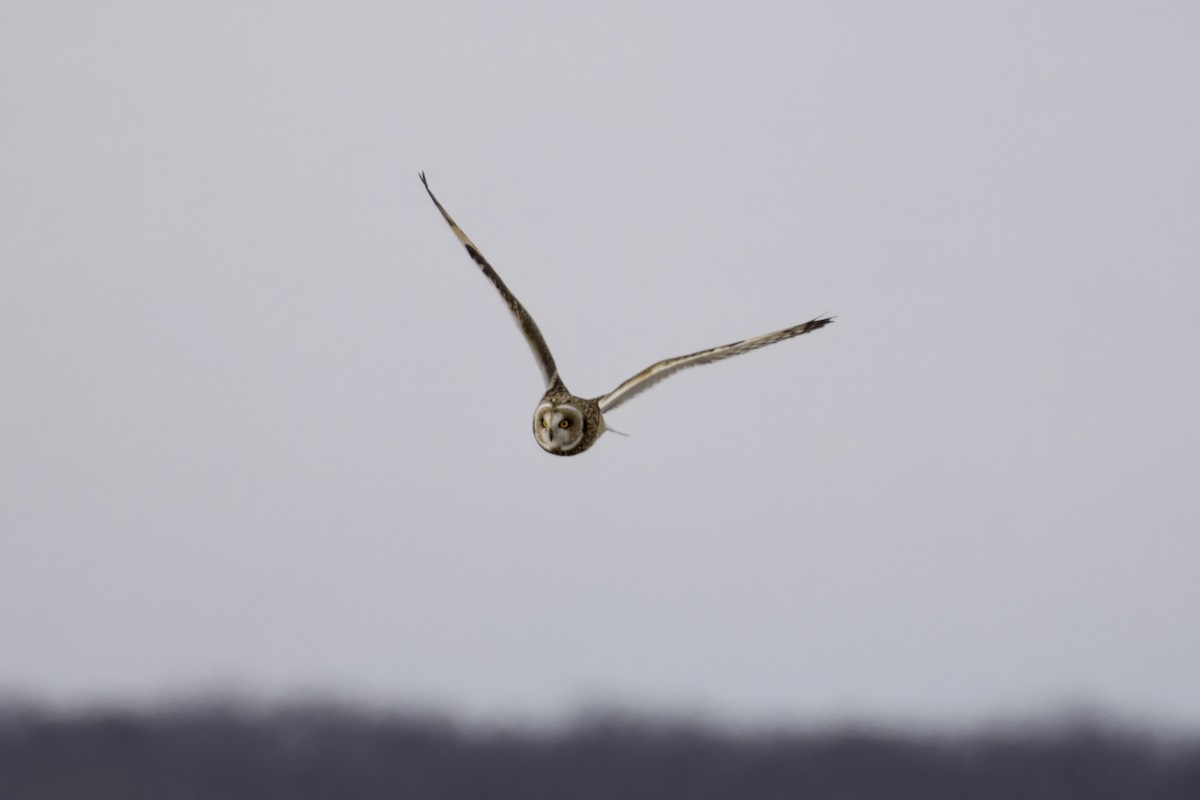 コミミズク - ML647644982