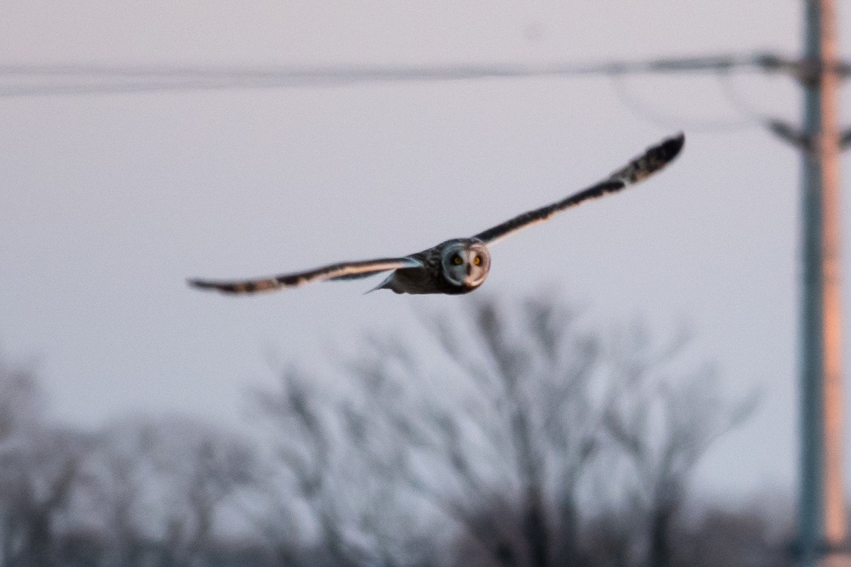 コミミズク - ML647644983