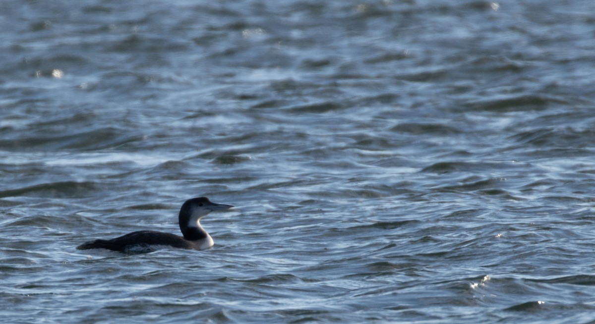 ハシグロアビ - ML647644991