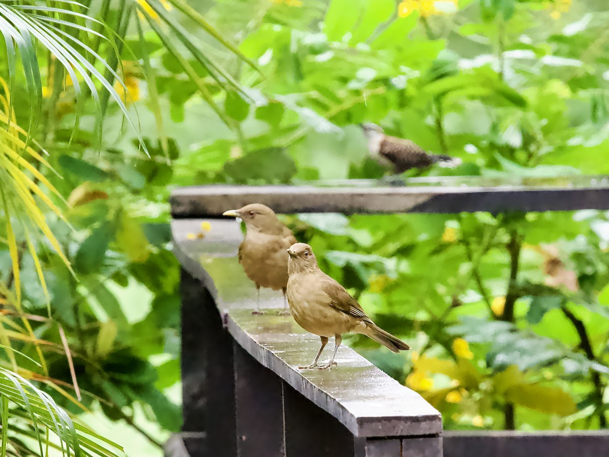 バフムジツグミ - ML647644993