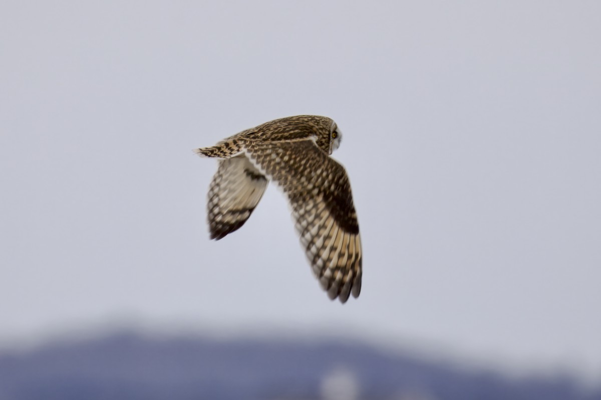 コミミズク - ML647644995