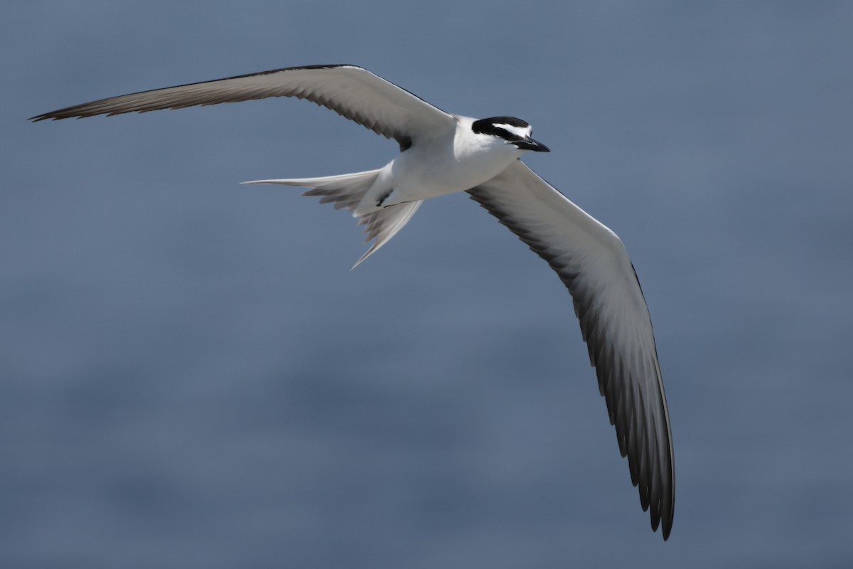 マミジロアジサシ - ML647644996