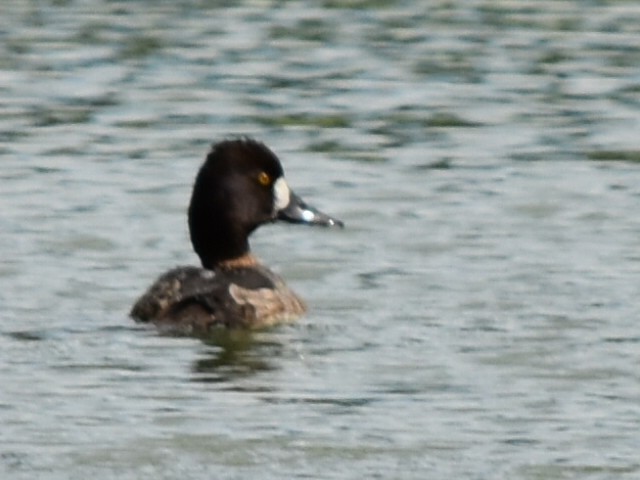 コスズガモ - ML647644998