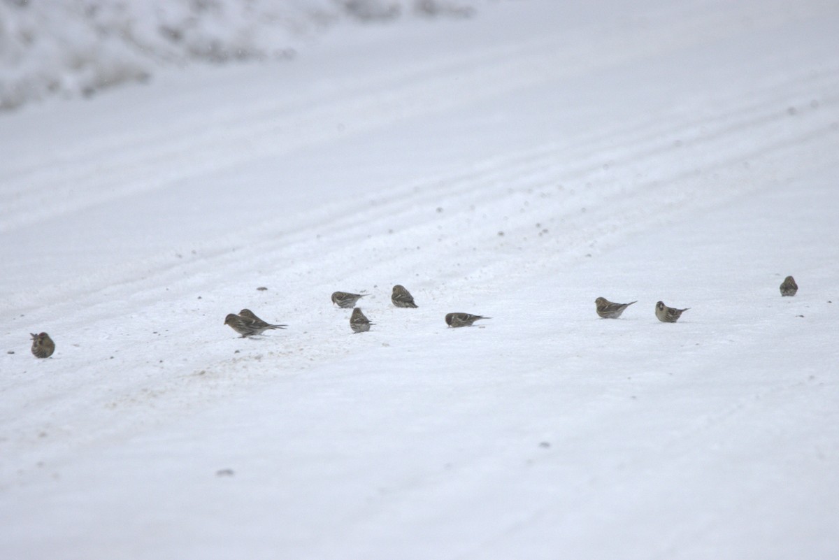 ベニヒワ - ML647644999