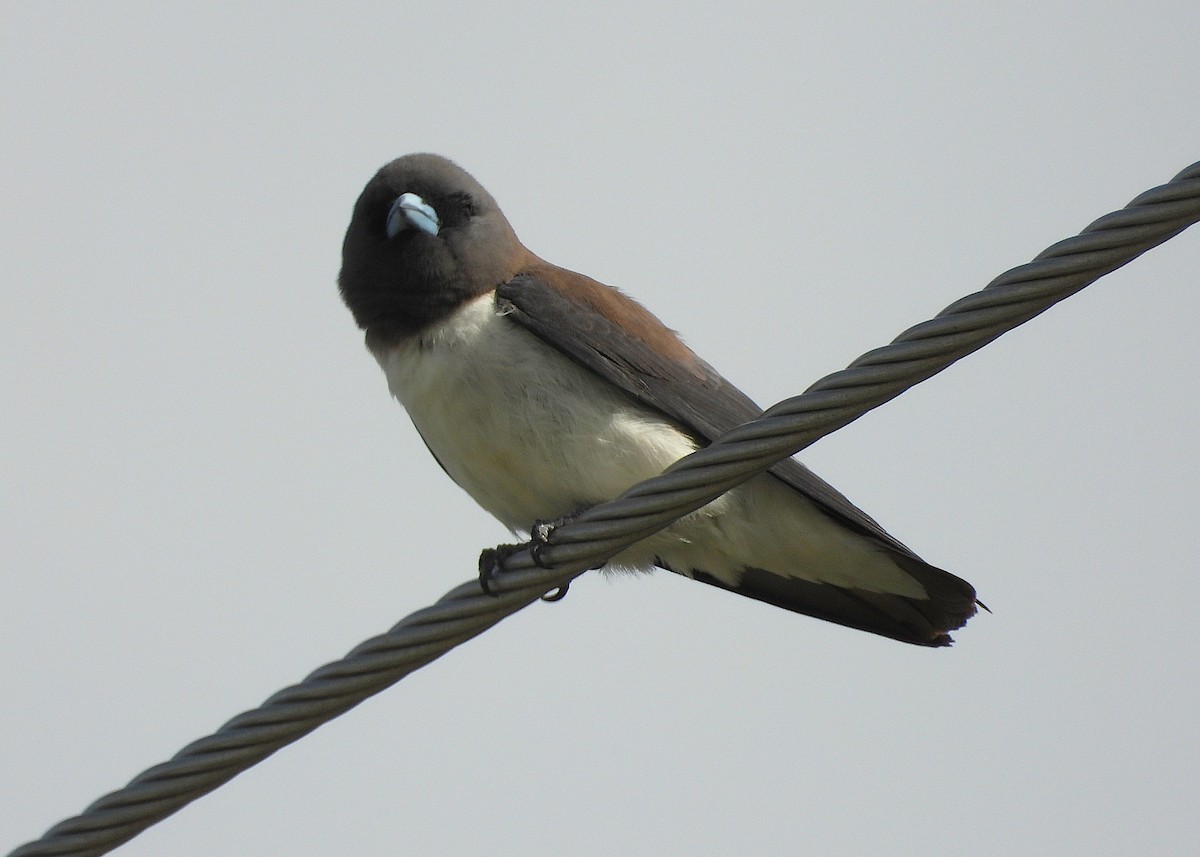 モリツバメ - ML647645000