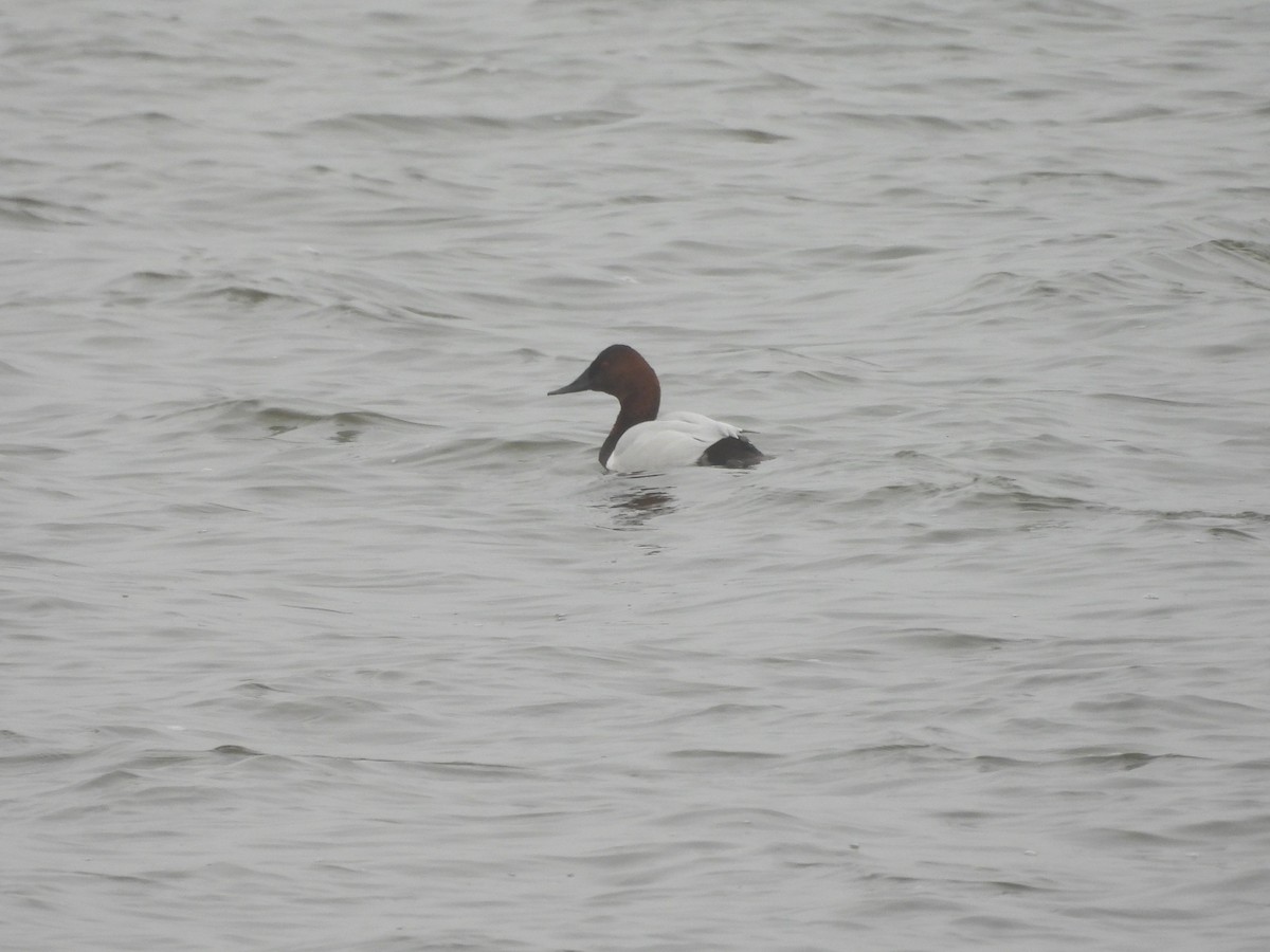 オオホシハジロ - ML647645001