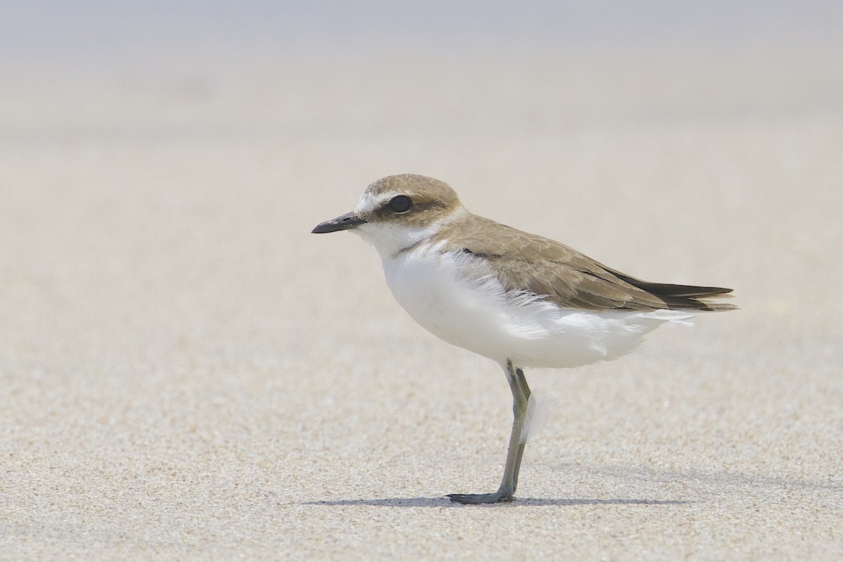 ジャワクロエリシロチドリ - ML647645002