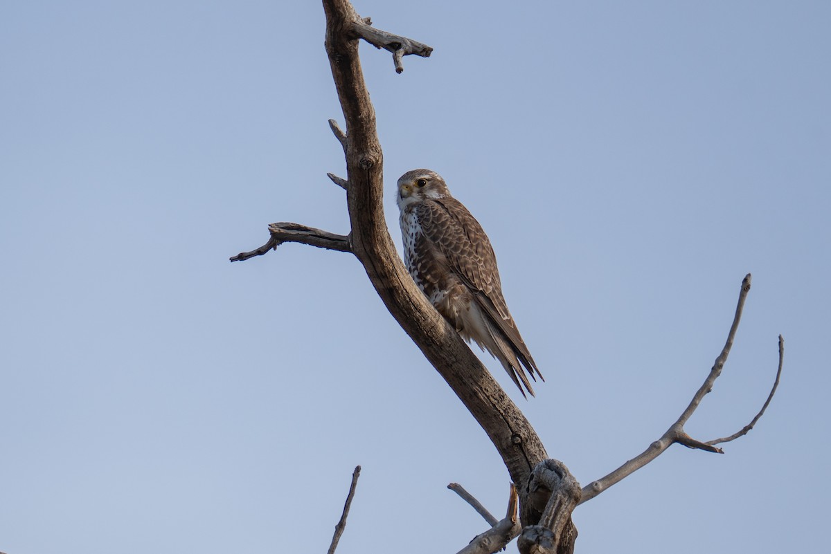 ソウゲンハヤブサ - ML647645003