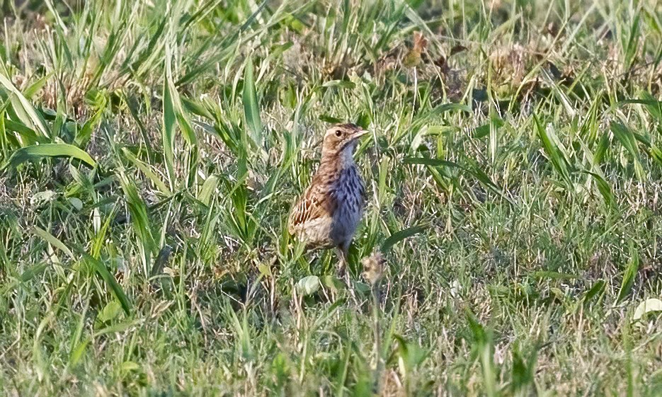 Australian Pipit - ML647645004