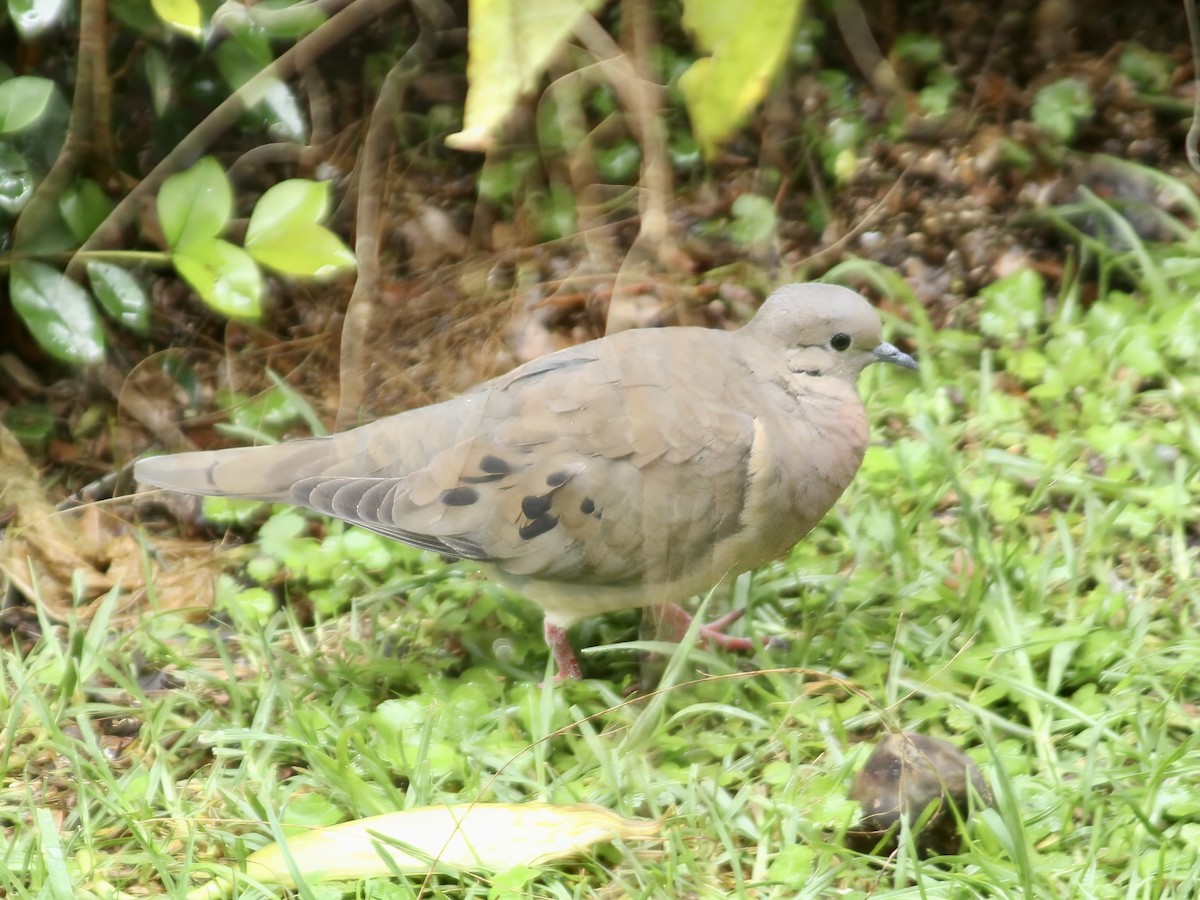 ミミグロバト - ML647645005