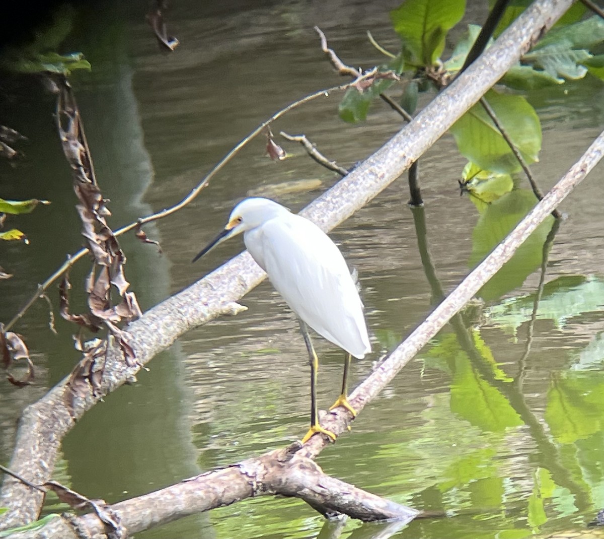 ユキコサギ - ML647645006