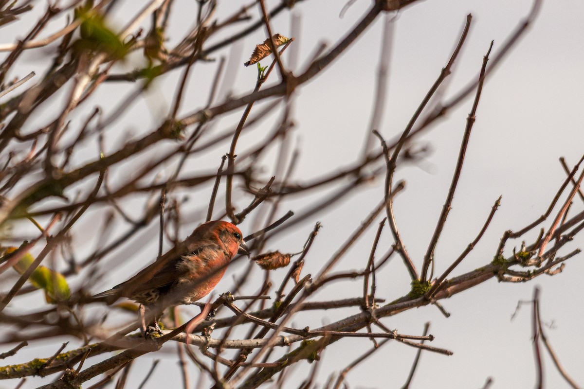 イスカ - ML647645007