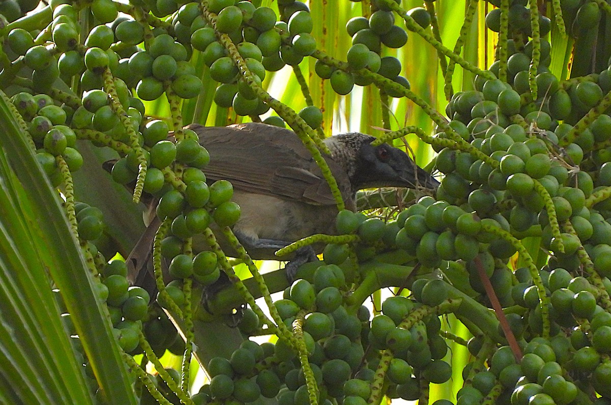 トサカハゲミツスイ - ML647645008