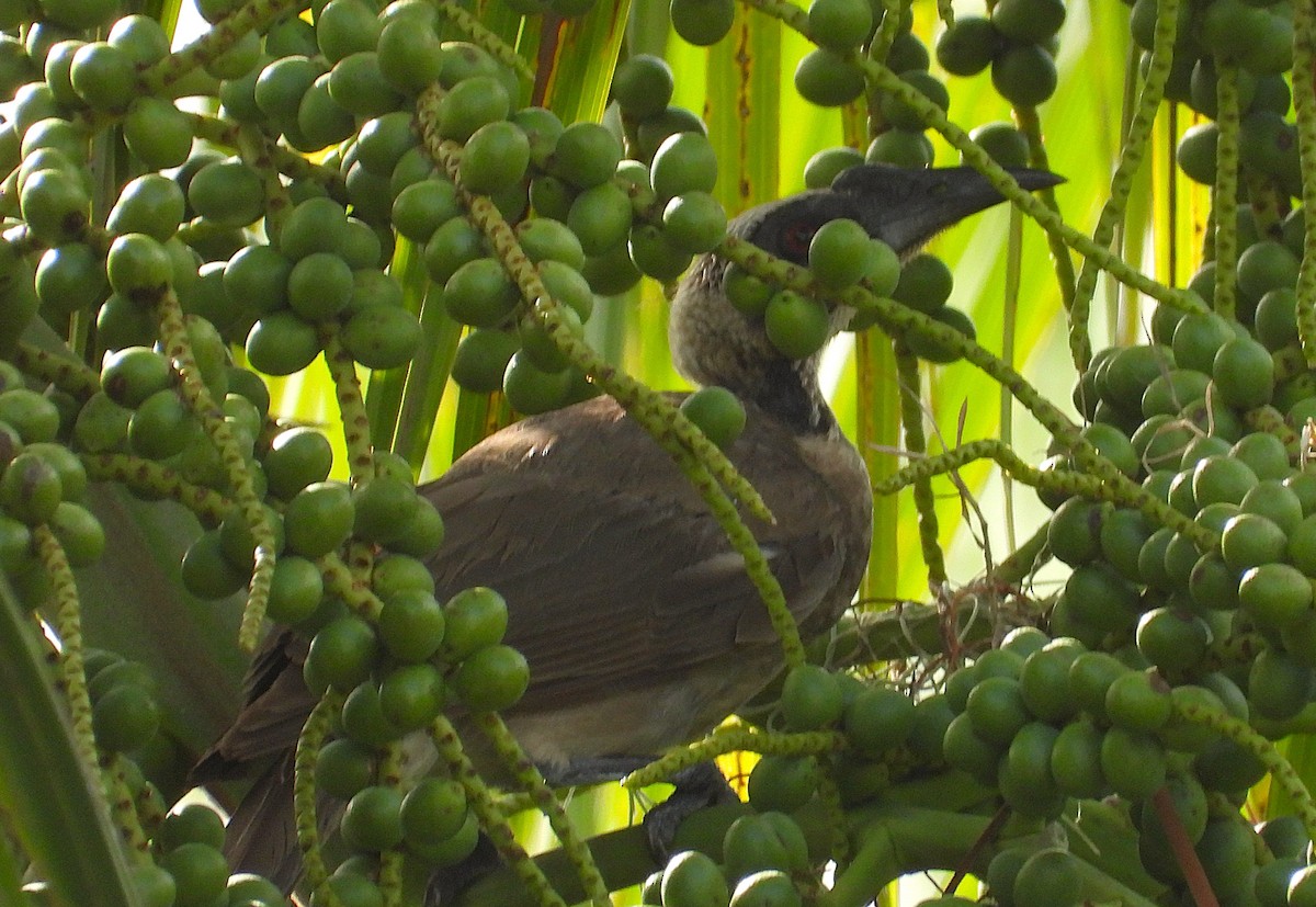 トサカハゲミツスイ - ML647645009