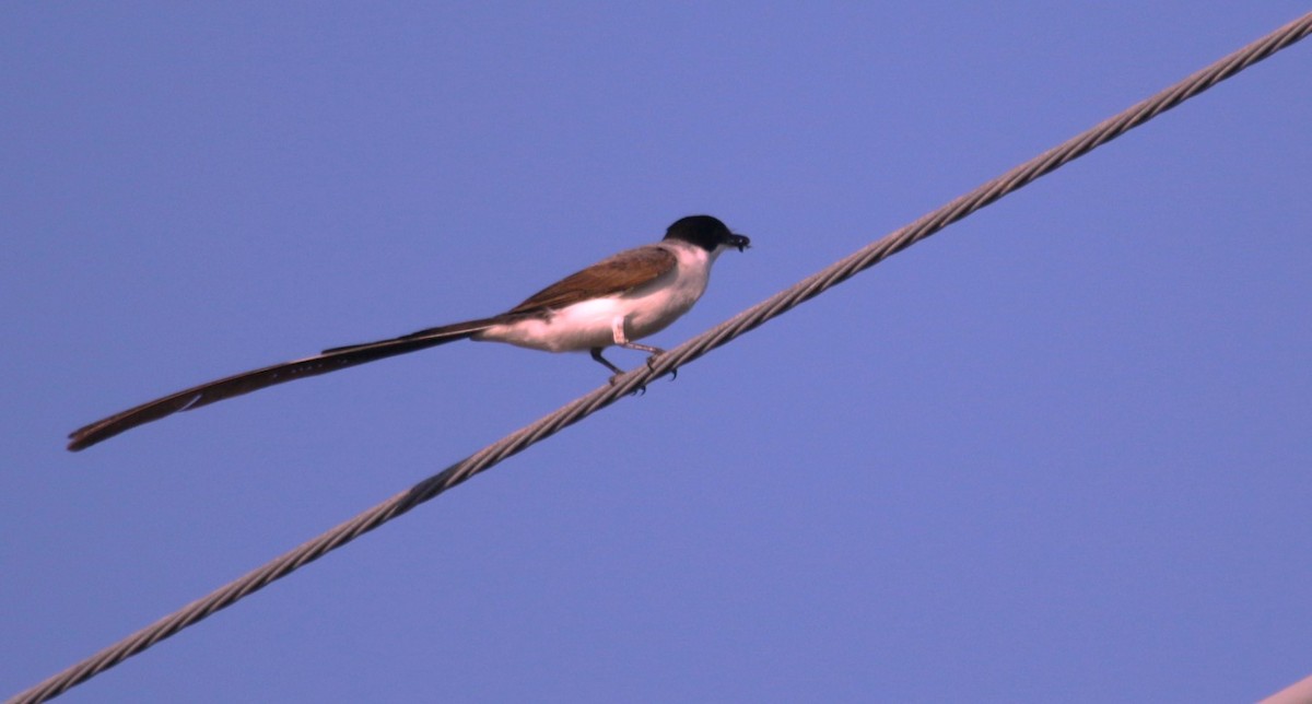 ズグロエンビタイランチョウ（savana） - ML647645011