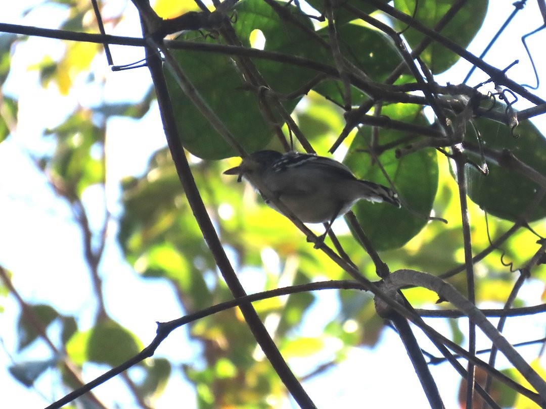 ズグロマユアリサザイ - ML647645013