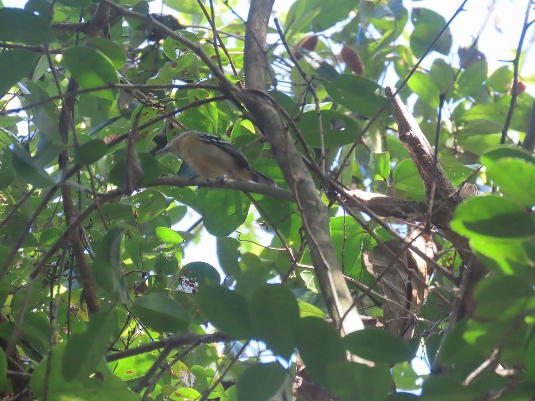 ズグロマユアリサザイ - ML647645014