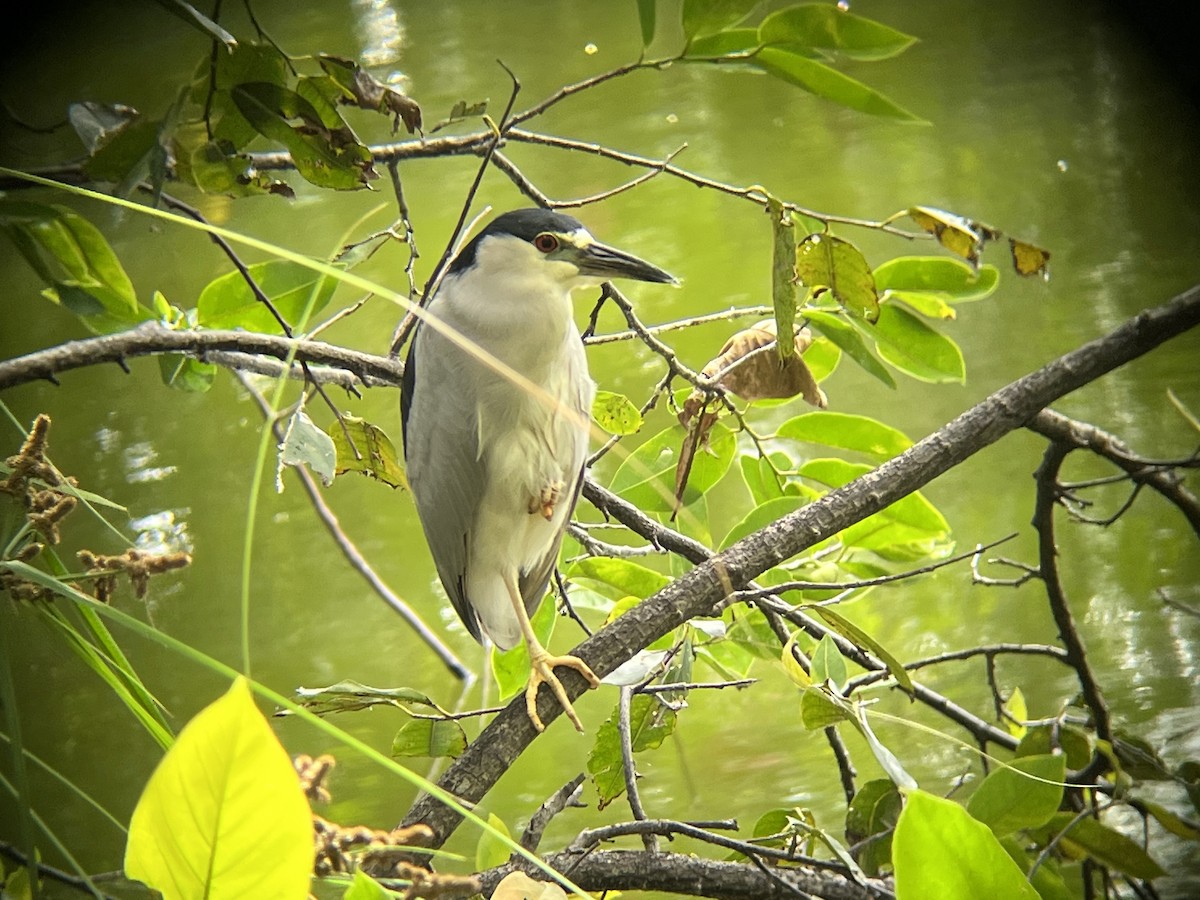 ゴイサギ - ML647645015