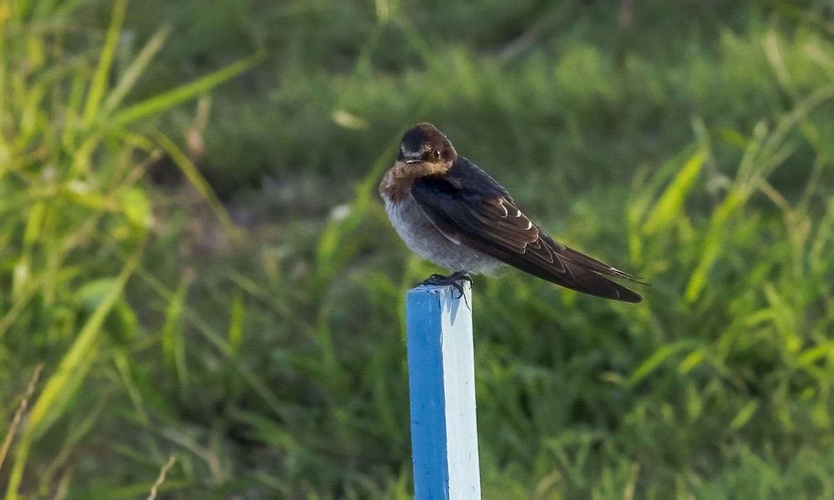 オーストラリアツバメ - ML647645016