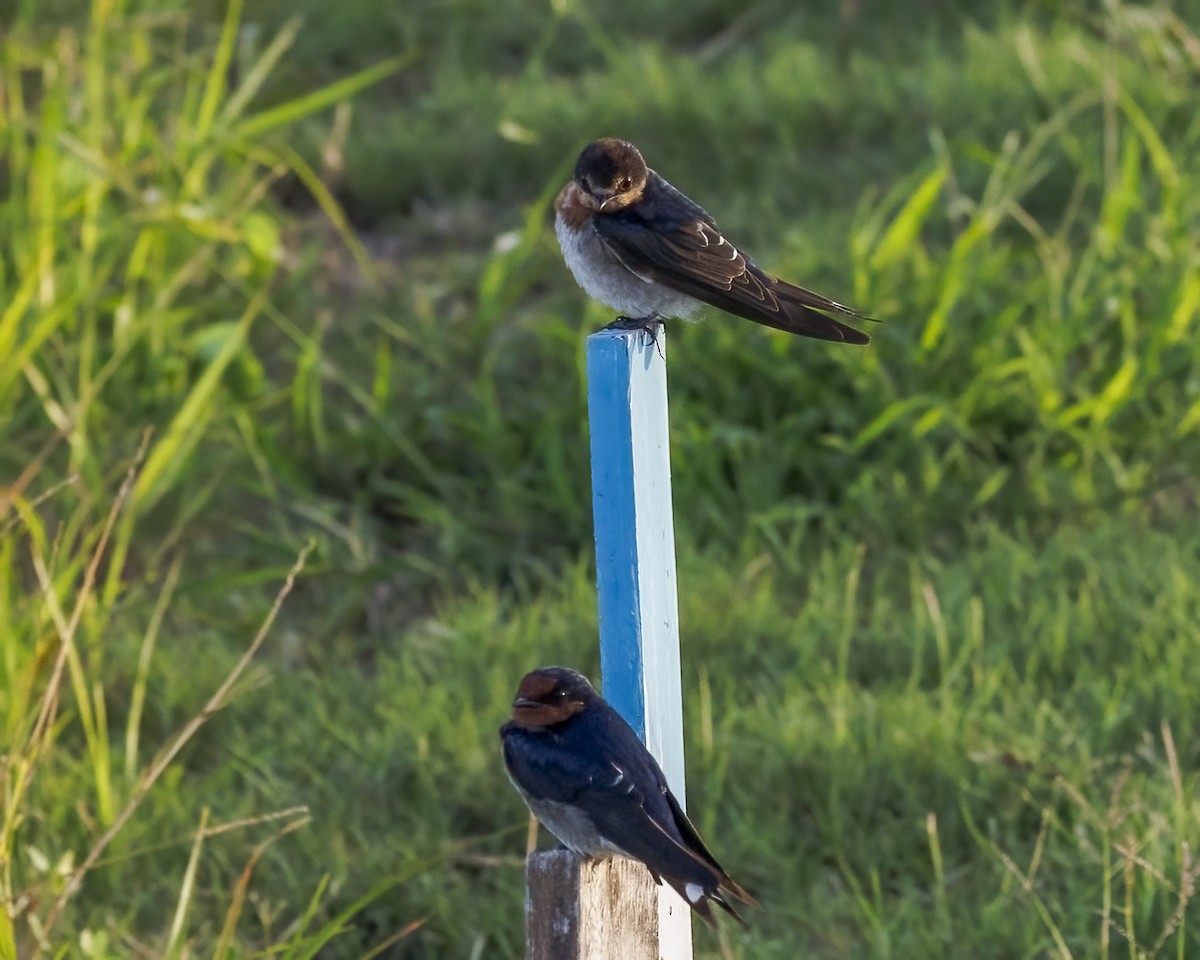 オーストラリアツバメ - ML647645017