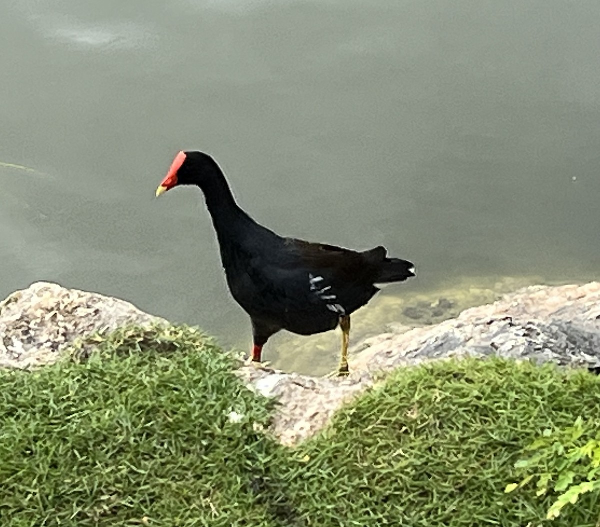 Amerika Sutavuğu - ML647645052